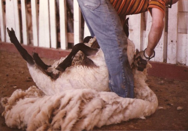 Sheep Shearing at the Hartnagle Ranch -2
